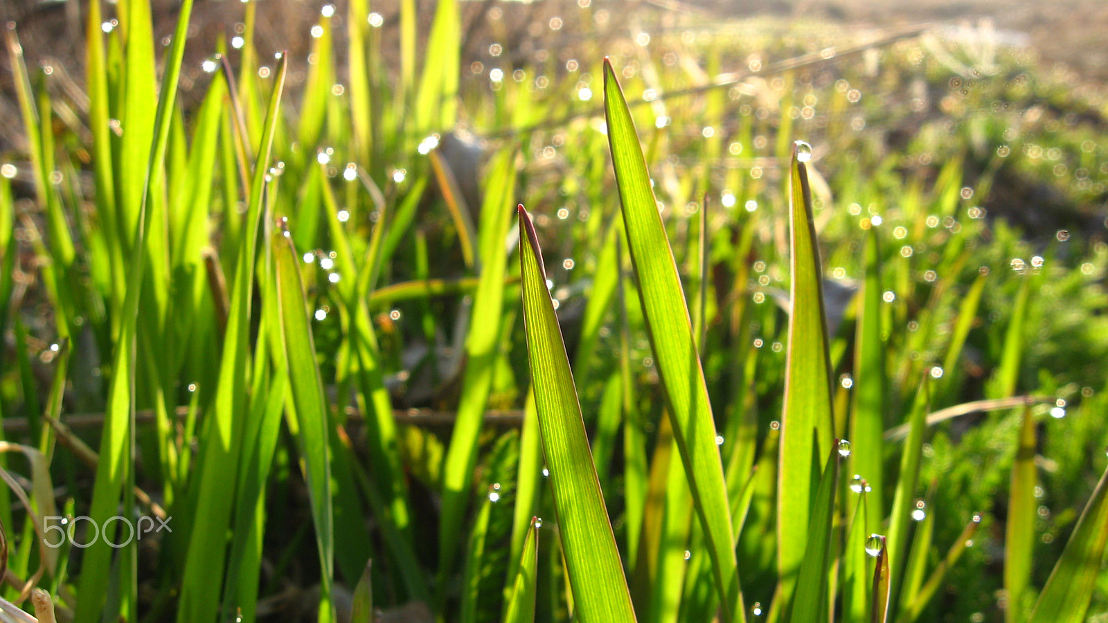 Canon POWERSHOT A540 sample photo. Morning grass photography
