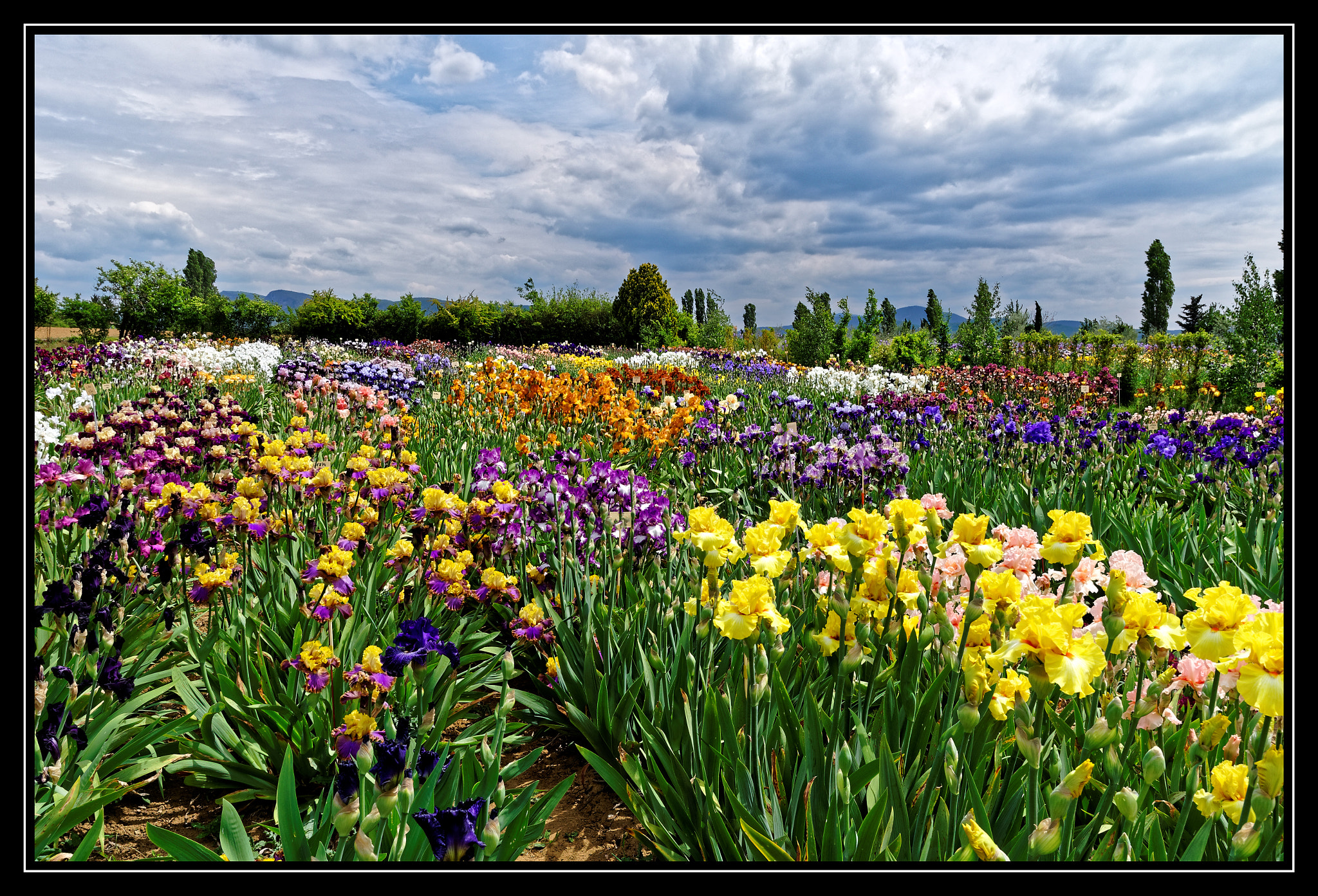 Pentax K-5 II sample photo. Champ d'iris photography
