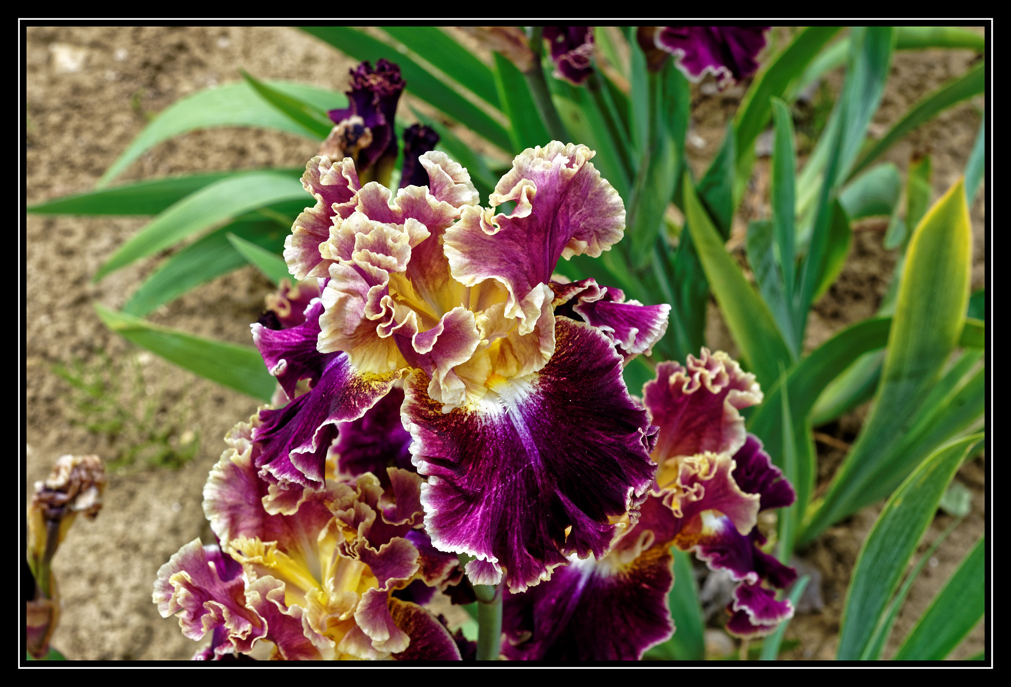 Pentax K-5 II sample photo. Iris. photography