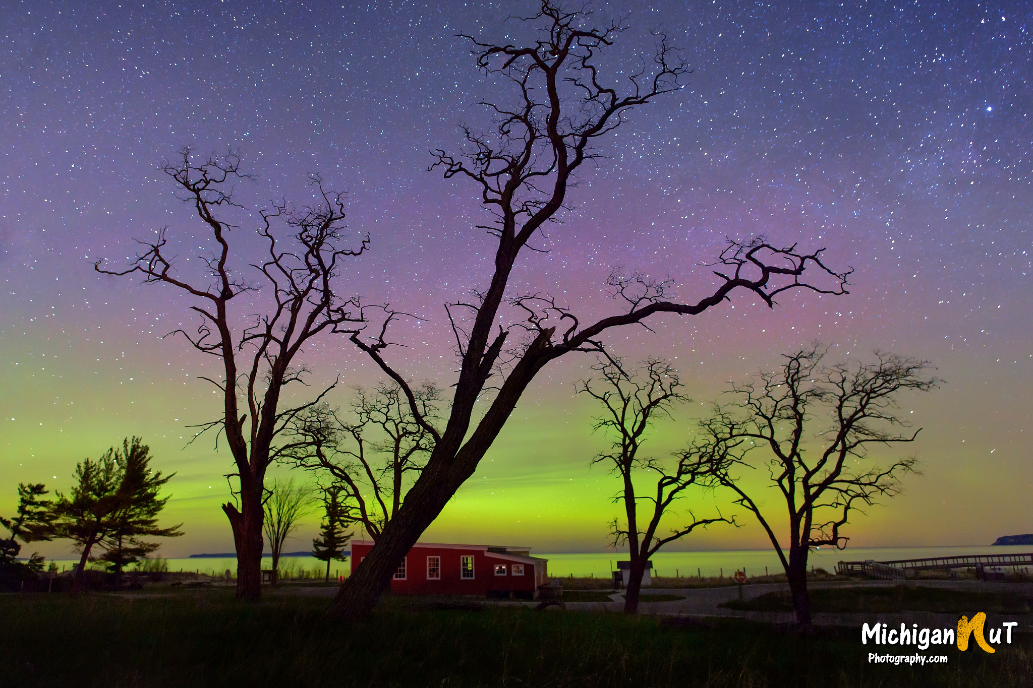 Nikon D800E + Nikon AF-S Nikkor 20mm F1.8G ED sample photo. "spooky tree aurora" photography