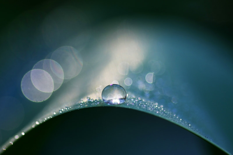 Pentax K-5 II + Sigma sample photo. Dew photography