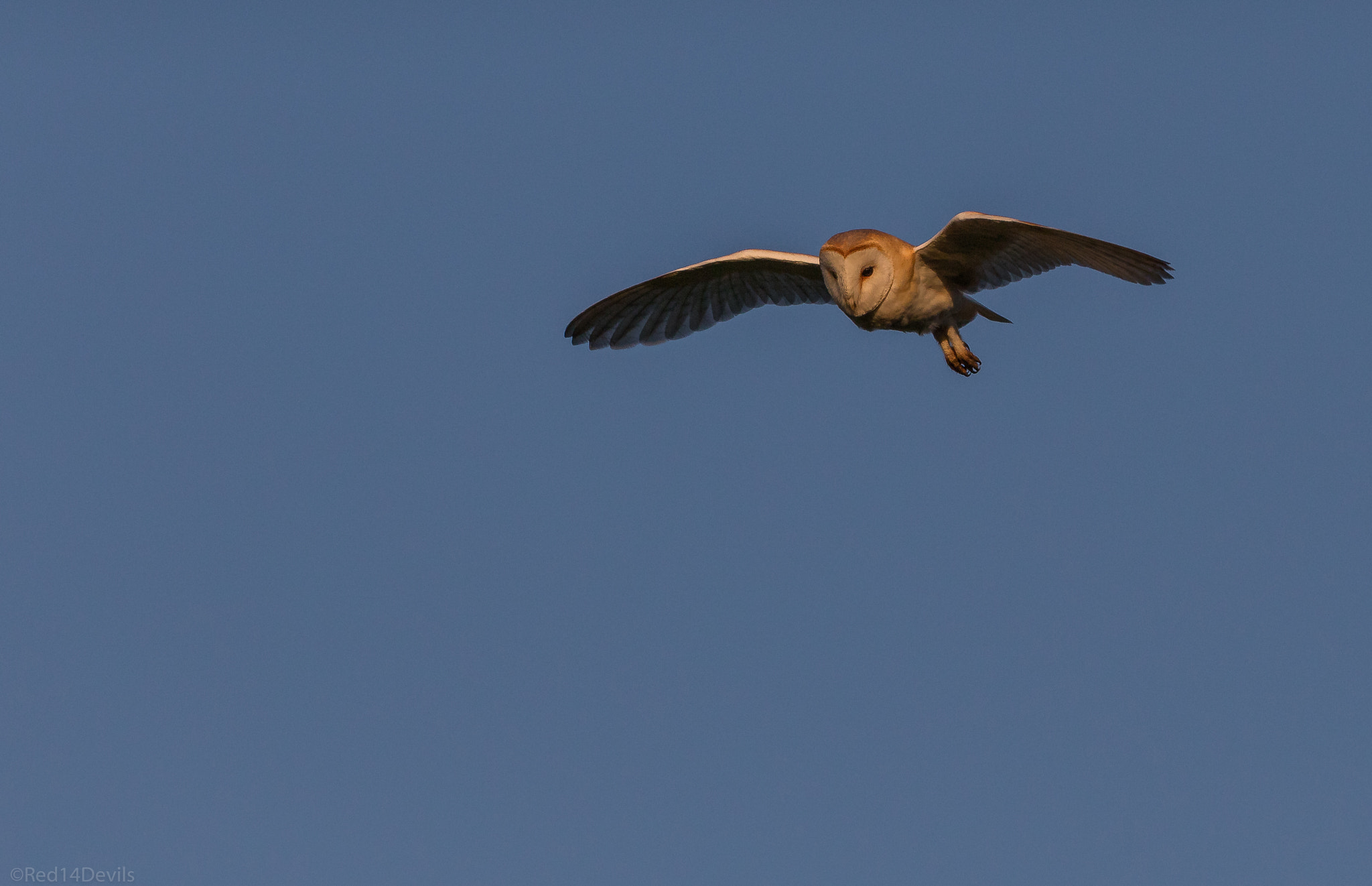 Canon EOS 5DS + Canon EF 100-400mm F4.5-5.6L IS II USM sample photo. Barn owl, leeds. photography