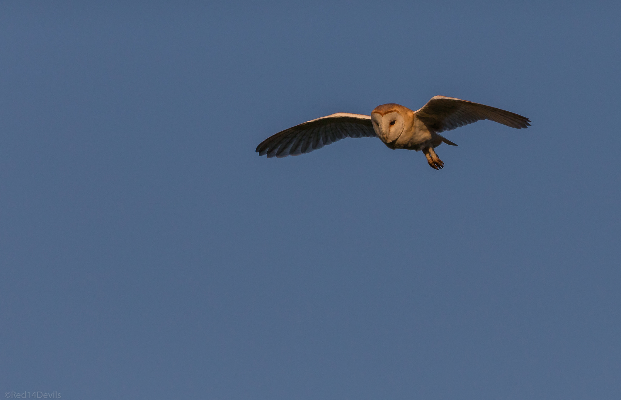 Canon EF 100-400mm F4.5-5.6L IS II USM sample photo. Barn owl, leeds. photography
