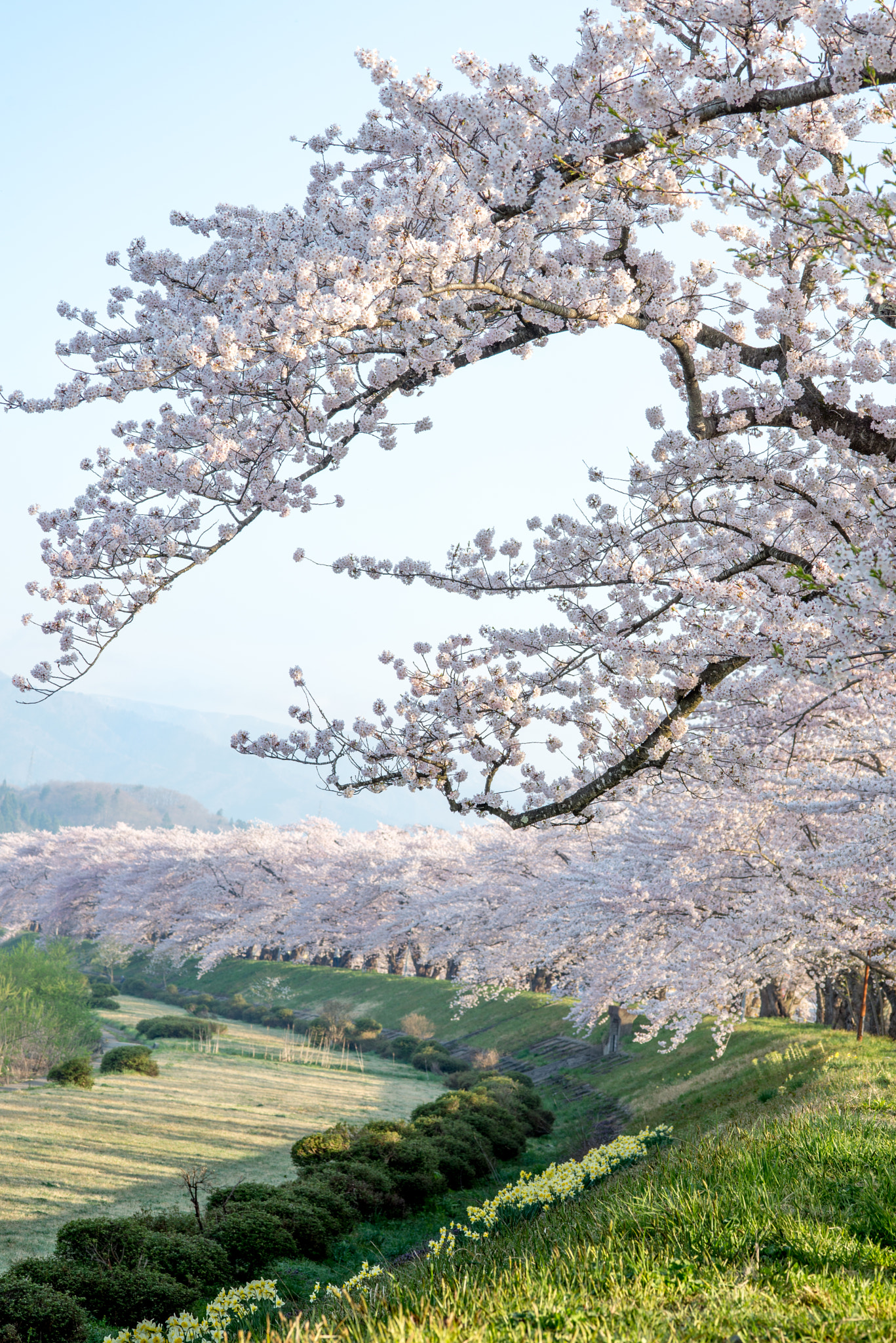 ZEISS Makro-Planar T* 100mm F2 sample photo. Poetic cherry blossom photography