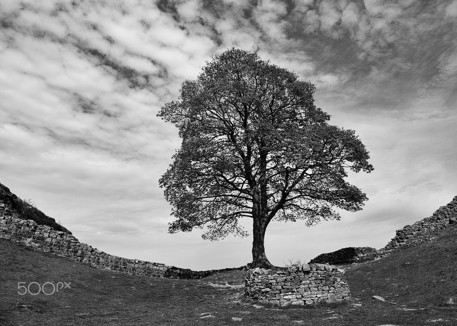 Canon EOS-1D X + Canon TS-E 24.0mm f/3.5 L II sample photo. Sycamore gap photography