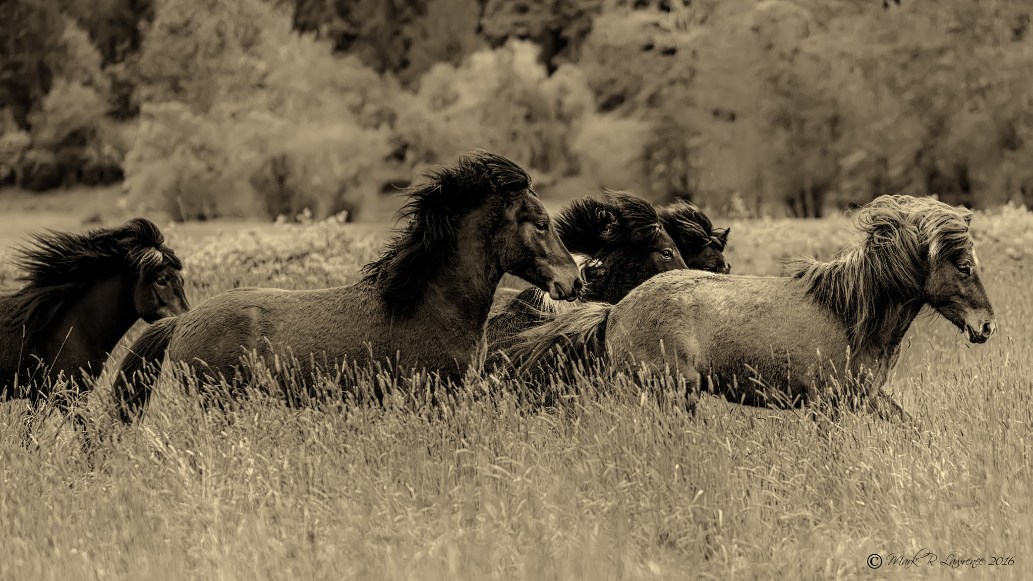 AF-S Zoom-Nikkor 80-200mm f/2.8D IF-ED sample photo. Yearlings running in the tall grass. photography