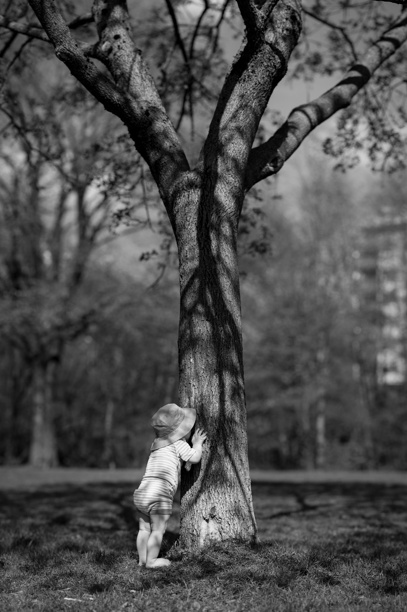 Nikon D810 + ZEISS Apo Sonnar T* 135mm F2 sample photo. Little tree hugger photography