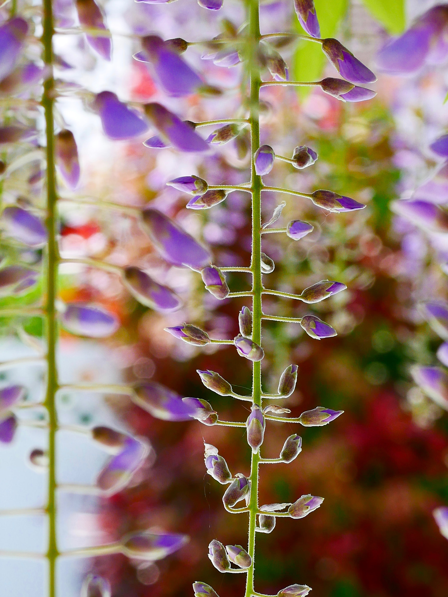 Panasonic Lumix G Macro 30mm F2.8 ASPH Mega OIS sample photo. Prisme colorique! photography