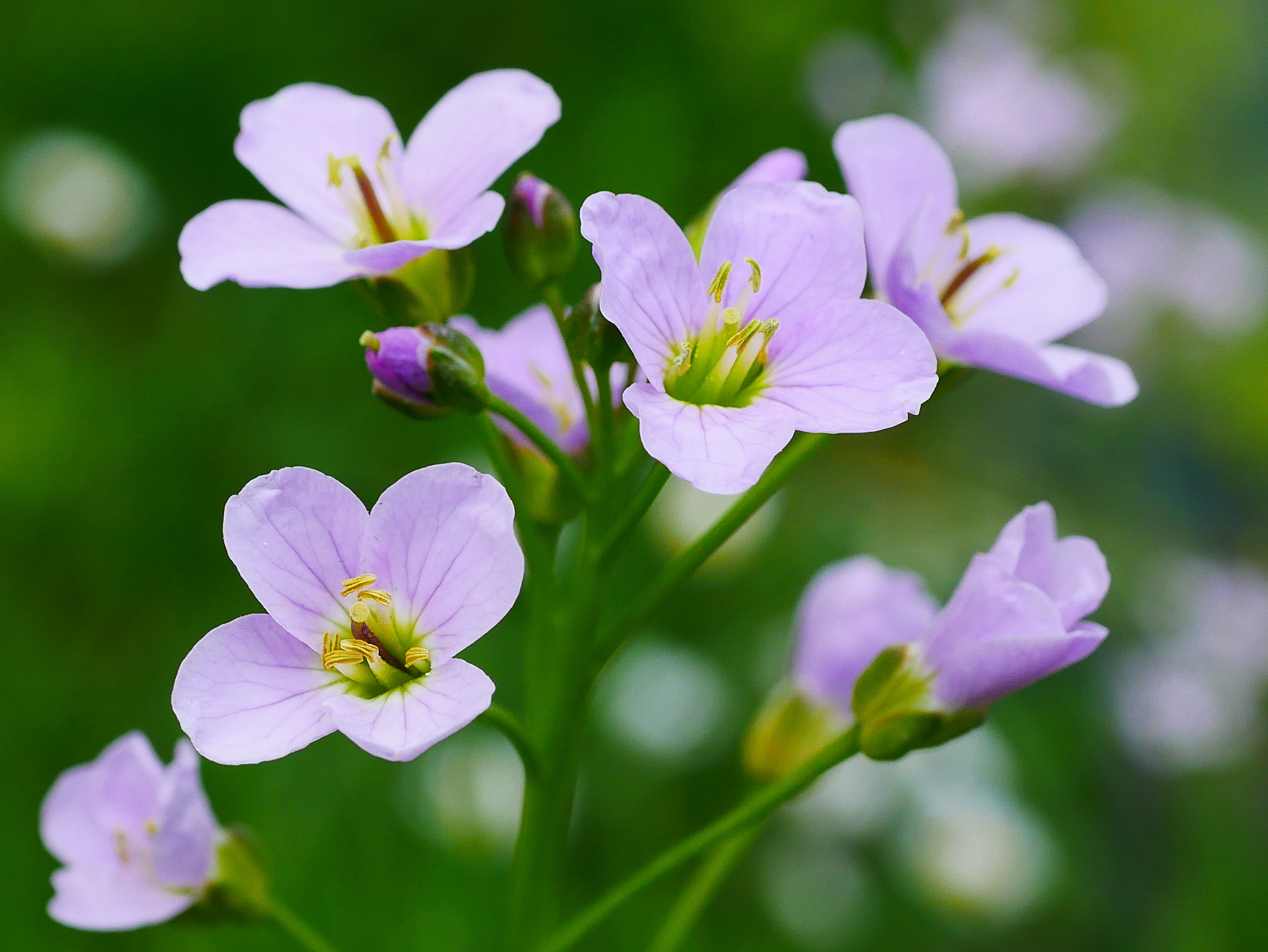 Panasonic Lumix G Macro 30mm F2.8 ASPH Mega OIS sample photo. Légerté florale photography