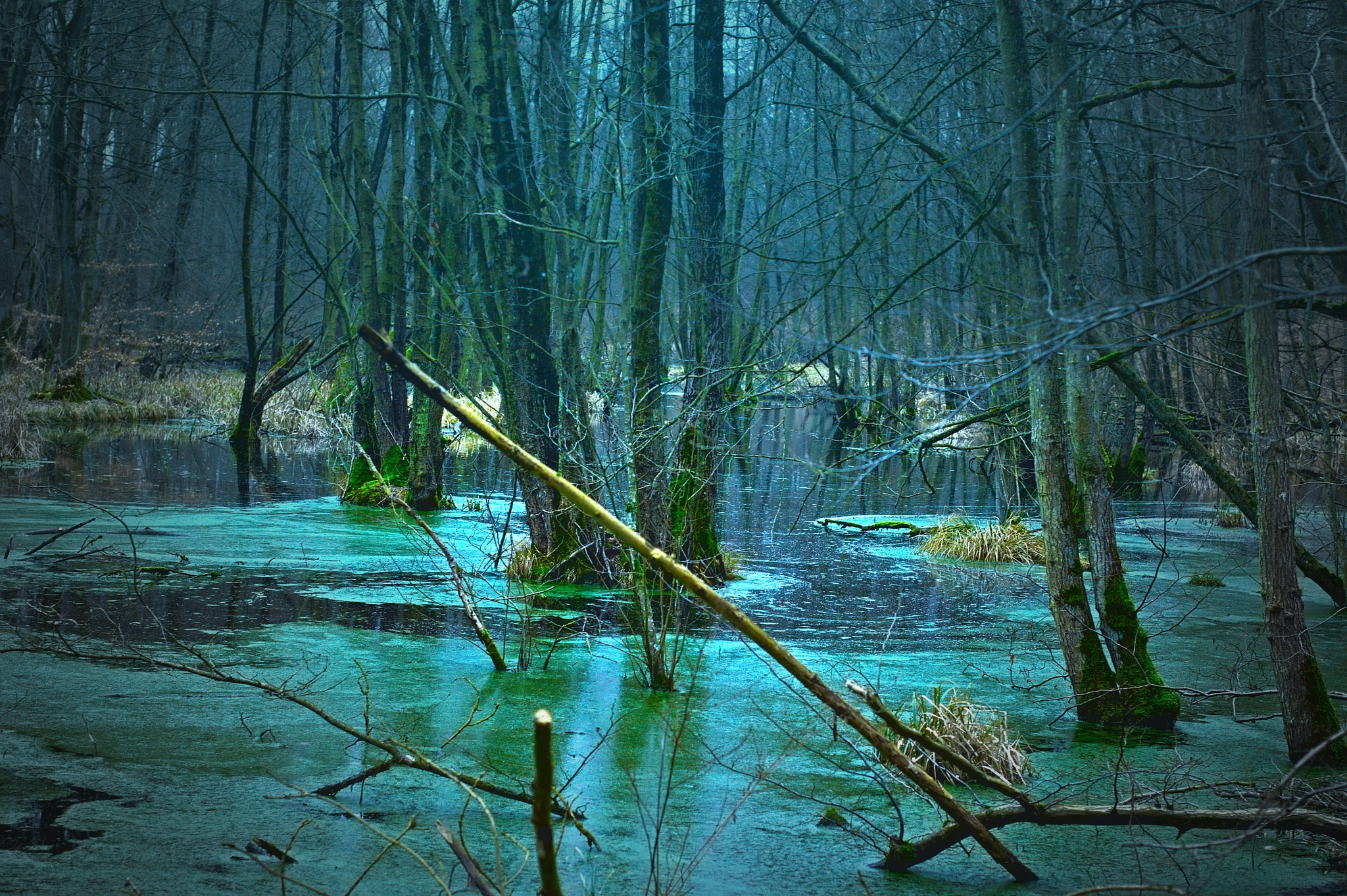 Canon EOS-1D Mark III sample photo. In the woods of north germany photography