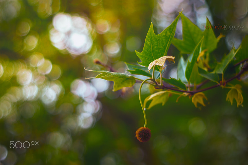 Sony a6000 + Minolta AF 50mm F1.7 sample photo. Circles photography