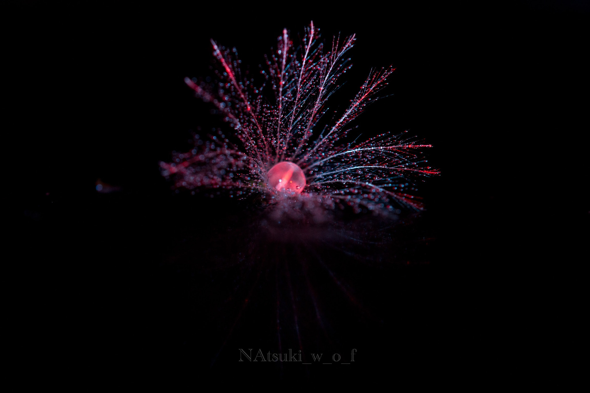 Tamron SP AF 180mm F3.5 Di LD (IF) Macro sample photo. Fantasy world photography