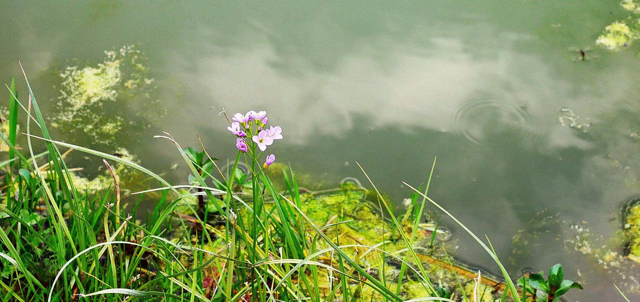 Panasonic Lumix G Macro 30mm F2.8 ASPH Mega OIS sample photo. Rond dans l'eau photography