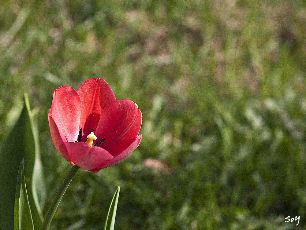 Sigma 85mm F1.4 EX DG HSM sample photo. Flor de primavera. photography