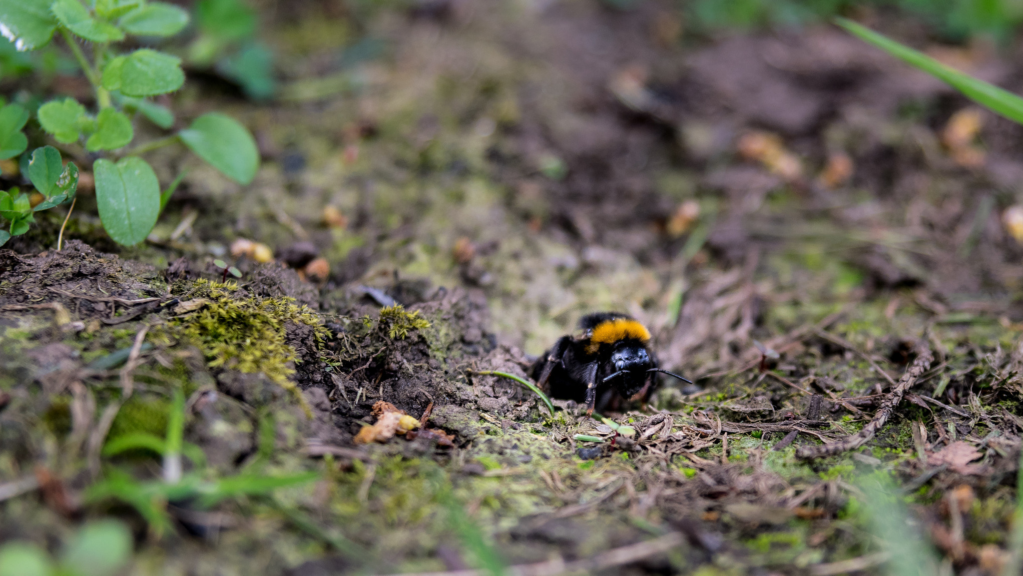Sigma 24-70mm F2.8 EX DG HSM sample photo. Bee in the hole photography