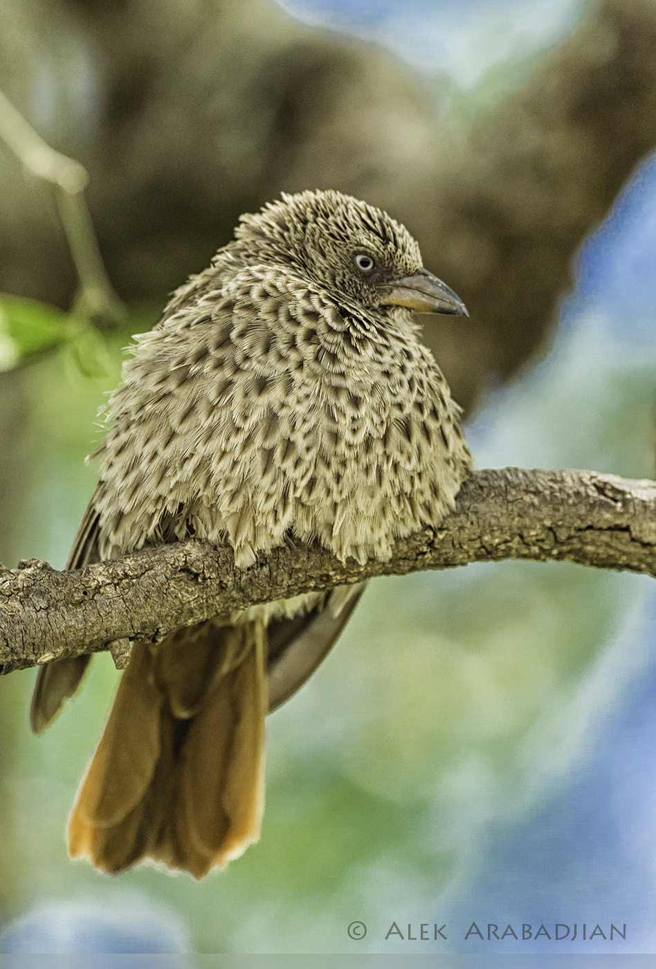 Nikon D4S sample photo. Rufous-tailed weaver photography