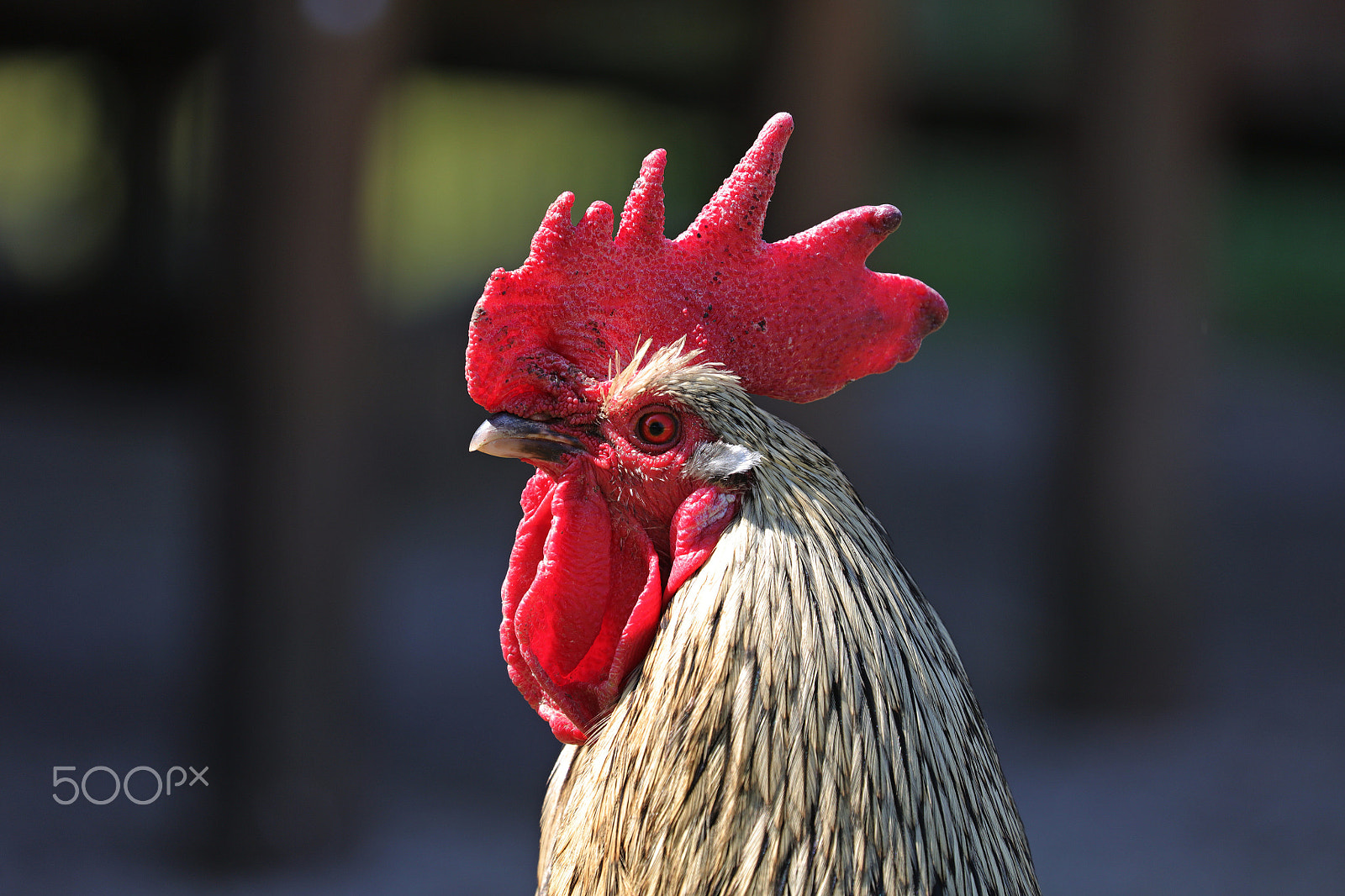 Canon EF 100-400mm F4.5-5.6L IS II USM sample photo. Gonna wake you up photography
