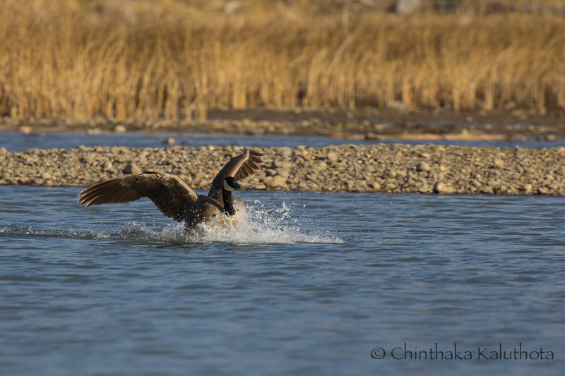Canon EOS 60D + Canon EF 100-400mm F4.5-5.6L IS II USM sample photo. Perfect landing..... photography