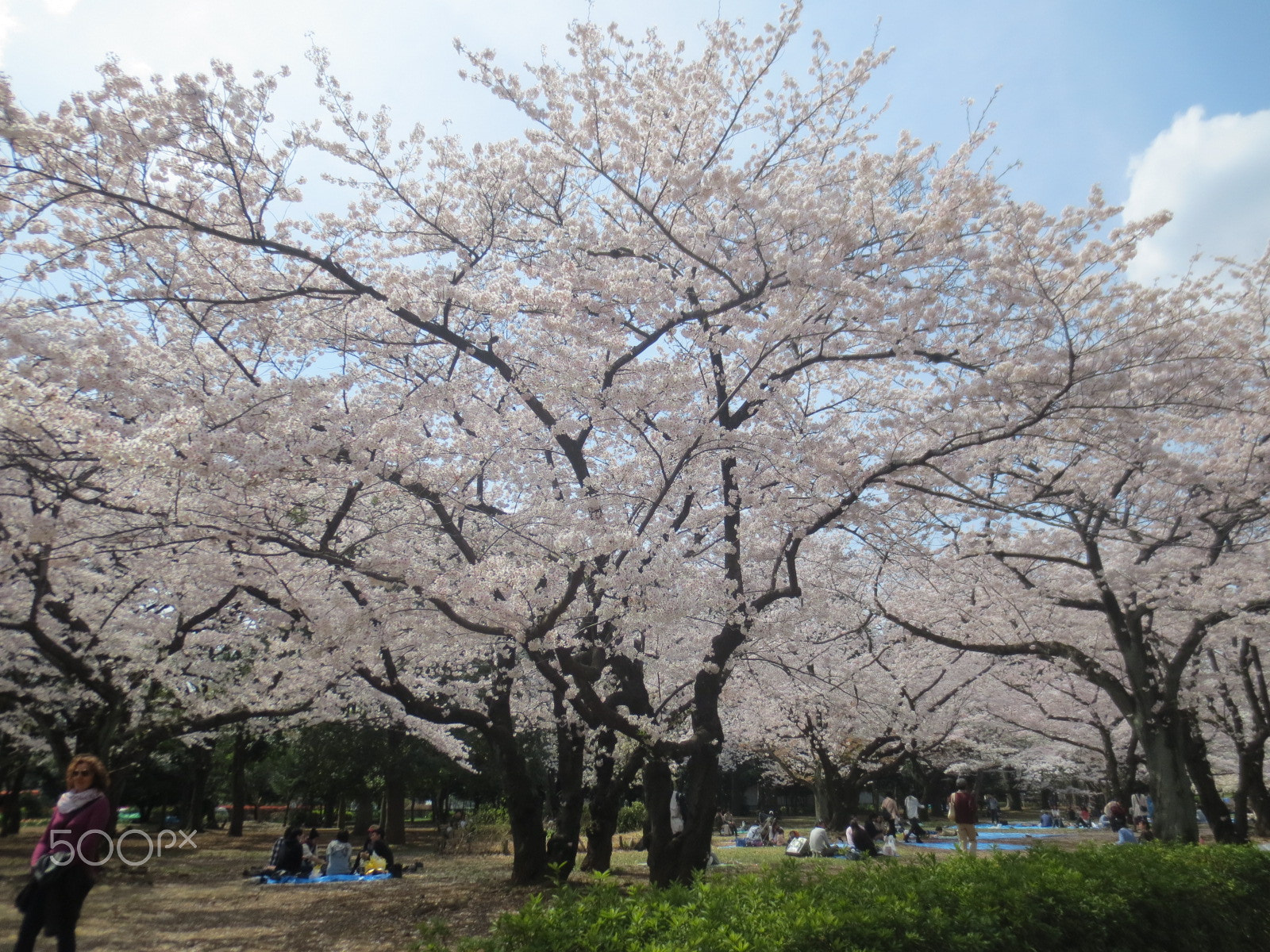 Canon PowerShot ELPH 110HS (PowerShot IXUS 125 HS) sample photo. Cherry tree with blue sky photography