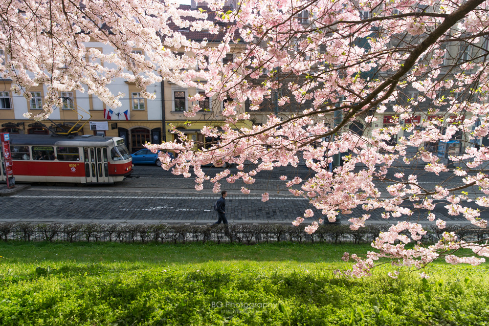 Sony a7 II + Canon EF 85mm F1.2L II USM sample photo. Cherry blossom. photography