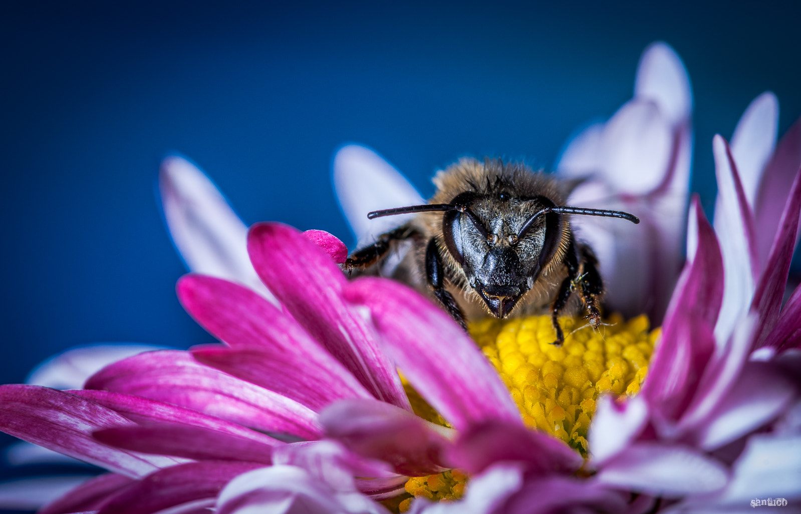 Sony 100mm F2.8 Macro sample photo. Sony a900 photography
