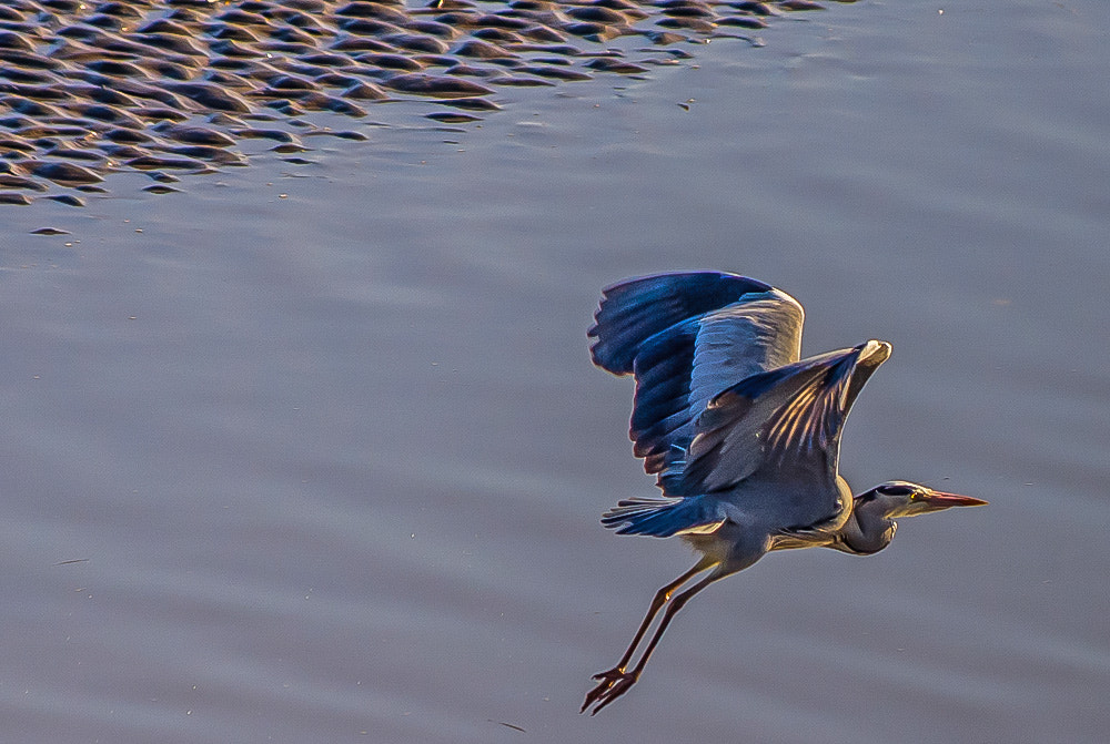 Pentax K-x sample photo. Airborne heron photography