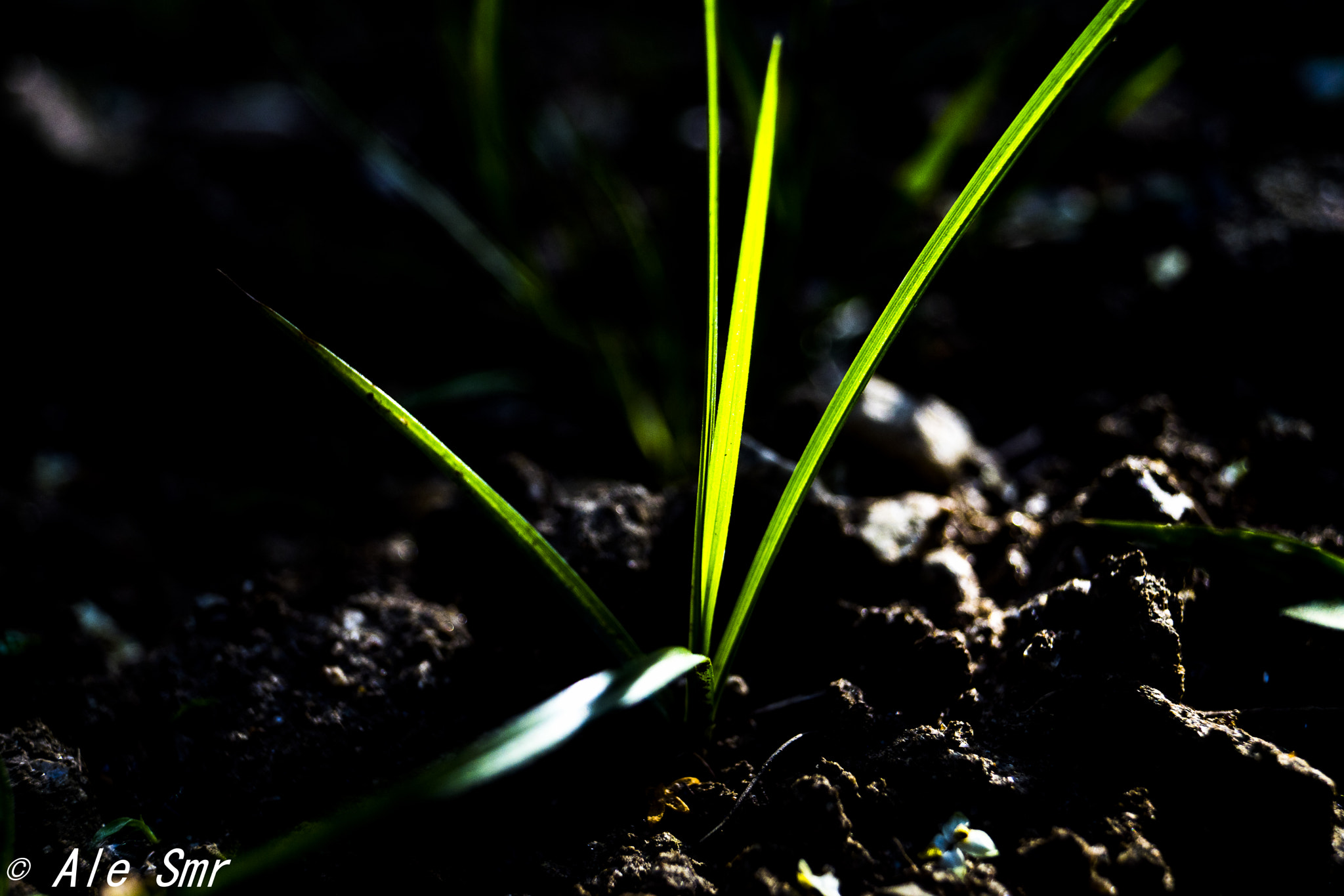Sony SLT-A68 sample photo. Green grass photography