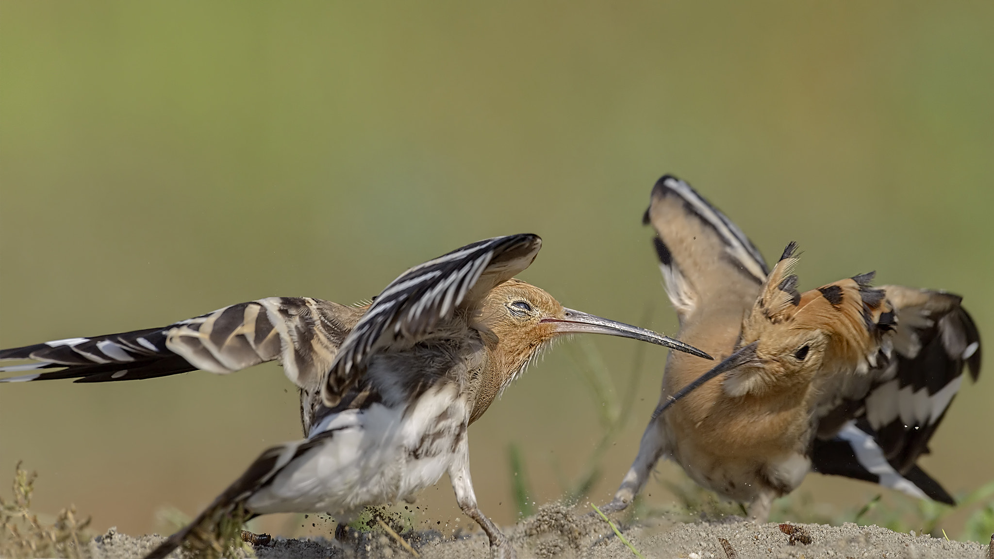 Nikon D800 + Nikon AF-S Nikkor 600mm F4G ED VR sample photo. Dsc_1337.jpg photography