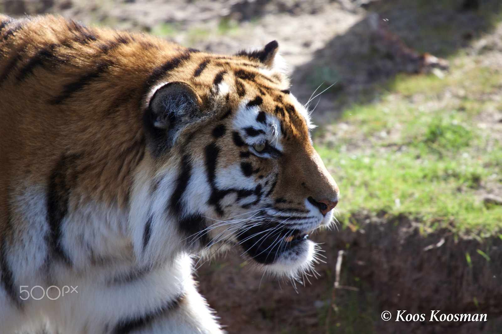 Canon EF 100-400mm F4.5-5.6L IS USM sample photo. Tiger alpha predator photography