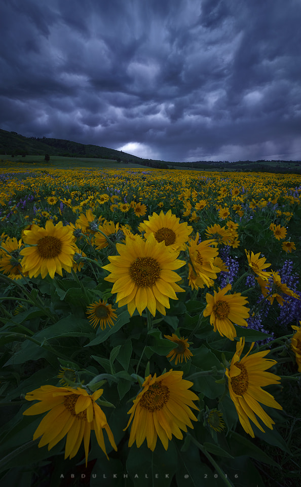 Sony a7R + Canon EF 16-35mm F2.8L II USM sample photo. Soft storm photography