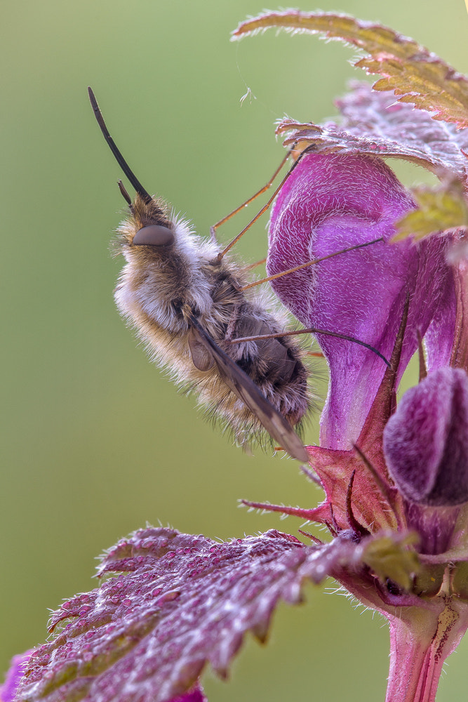 Sigma 150mm F2.8 EX DG Macro HSM sample photo. Fly bombyliidae photography