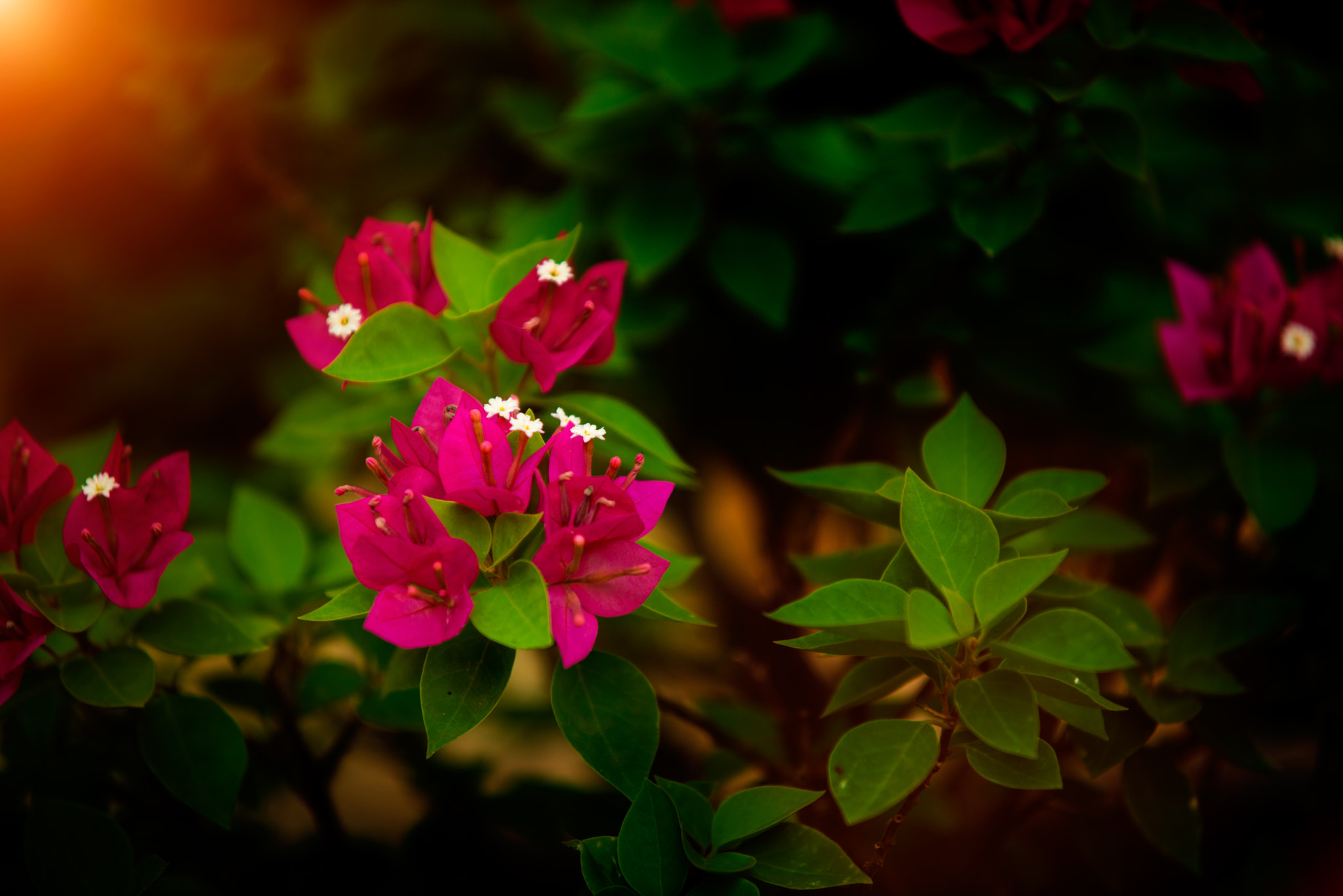 AF-S Zoom-Nikkor 80-200mm f/2.8D IF-ED sample photo. Hoa giấy photography