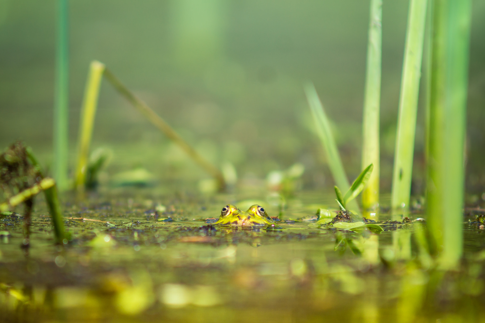 Sony SLT-A77 + Minolta AF 70-210mm F4 Macro sample photo. Eyes eyes baby photography