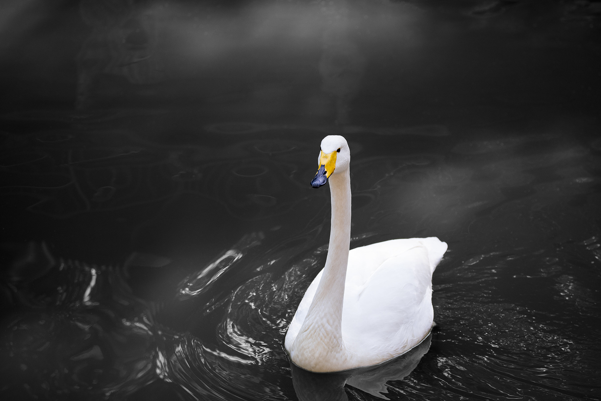 Canon EF 70-300mm F4-5.6L IS USM sample photo. Swan photography