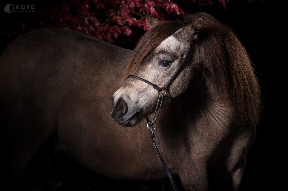 AF Nikkor 180mm f/2.8 IF-ED sample photo. *** photography
