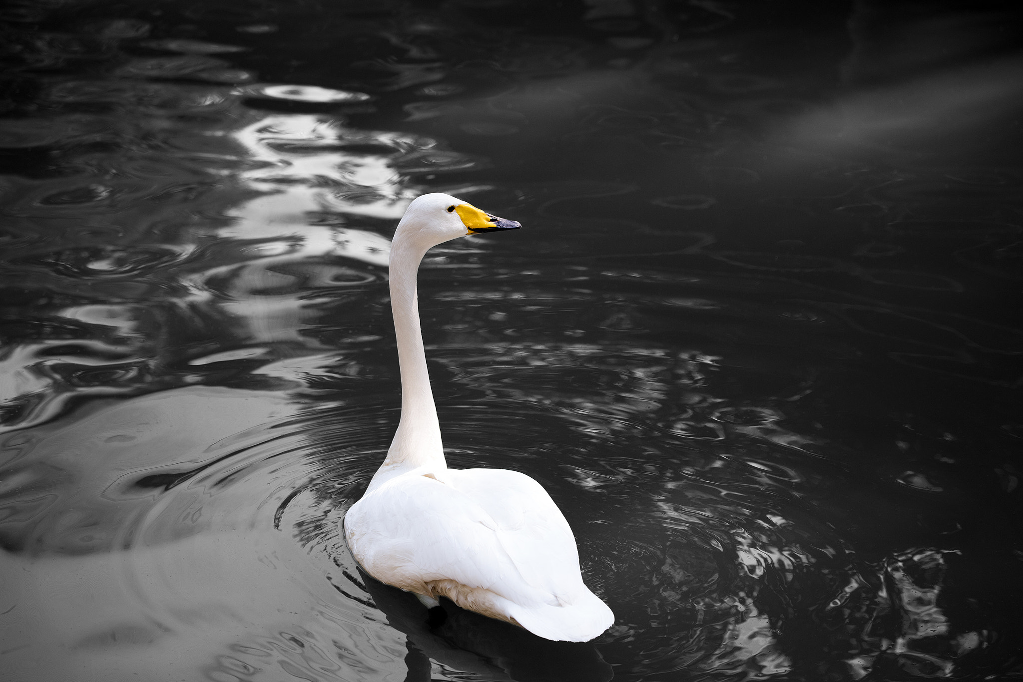 Canon EOS 5DS R sample photo. Swan photography