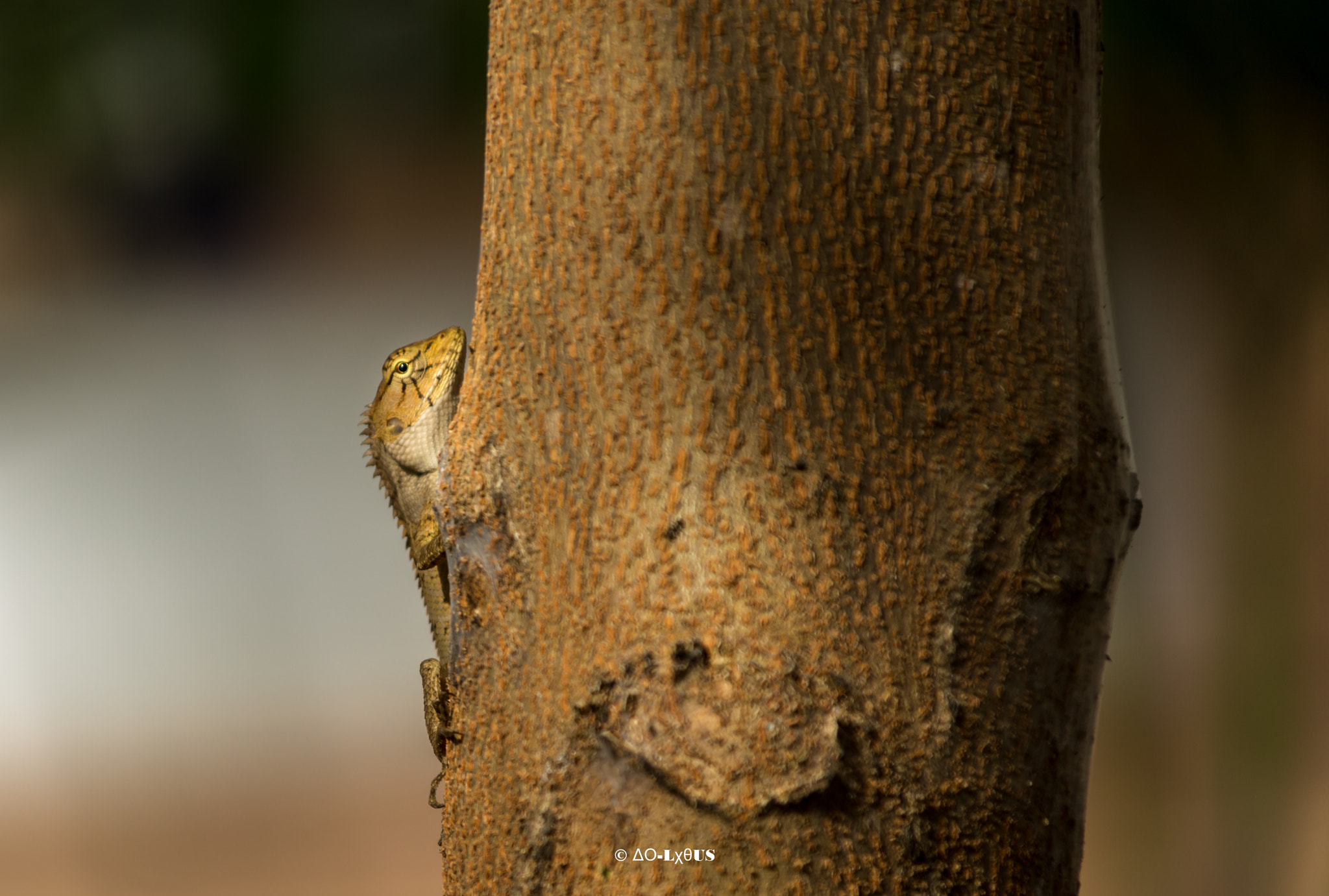 Canon EOS 6D + Tamron AF 28-300mm F3.5-6.3 XR Di LD Aspherical (IF) Macro sample photo. I see you . photography