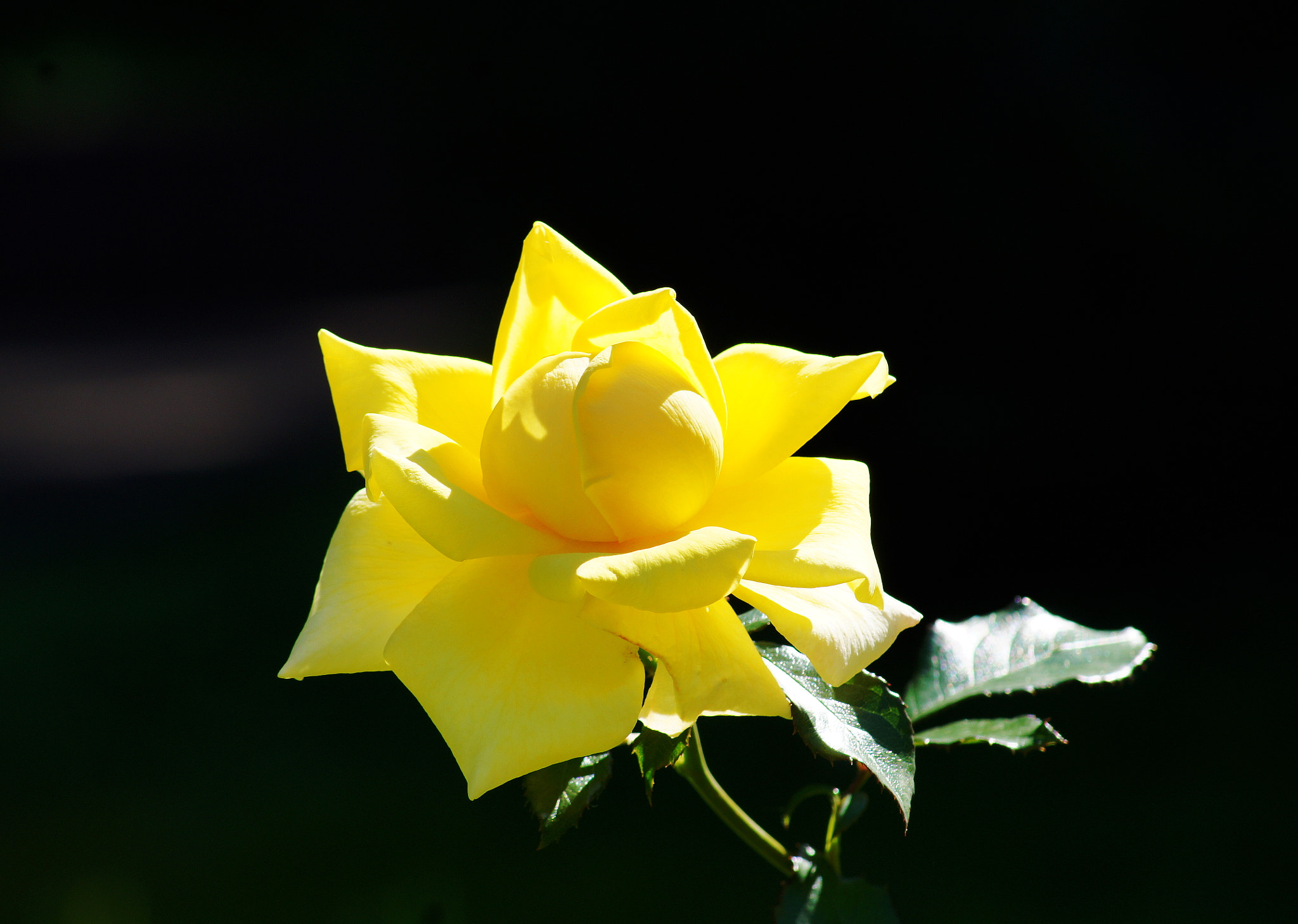 Sony DT 55-200mm F4-5.6 SAM sample photo. Желтая роза - эмблема печали photography