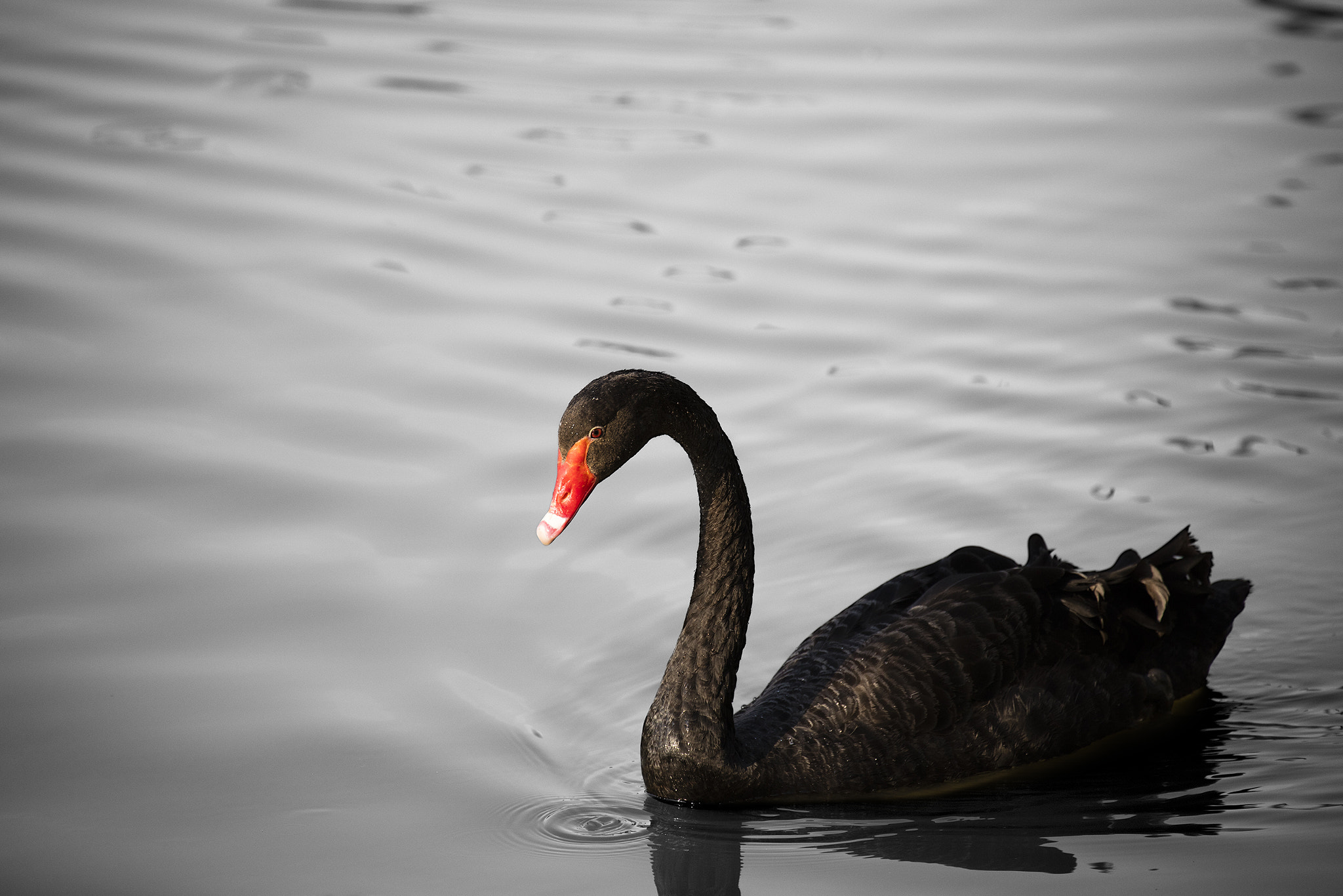 Canon EOS 5DS R + Canon EF 70-300mm F4-5.6L IS USM sample photo. Black swan photography