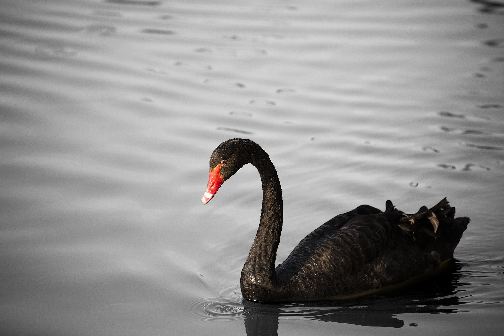 Canon EF 70-300mm F4-5.6L IS USM sample photo. Black swan photography
