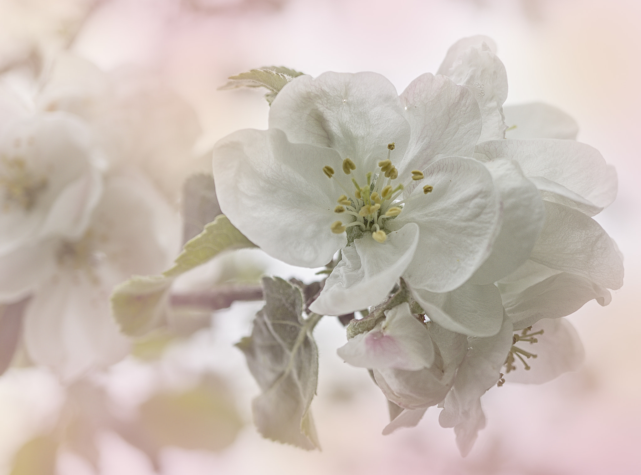 Sony Alpha NEX-7 + Sony E 30mm F3.5 Macro sample photo. Appletree photography
