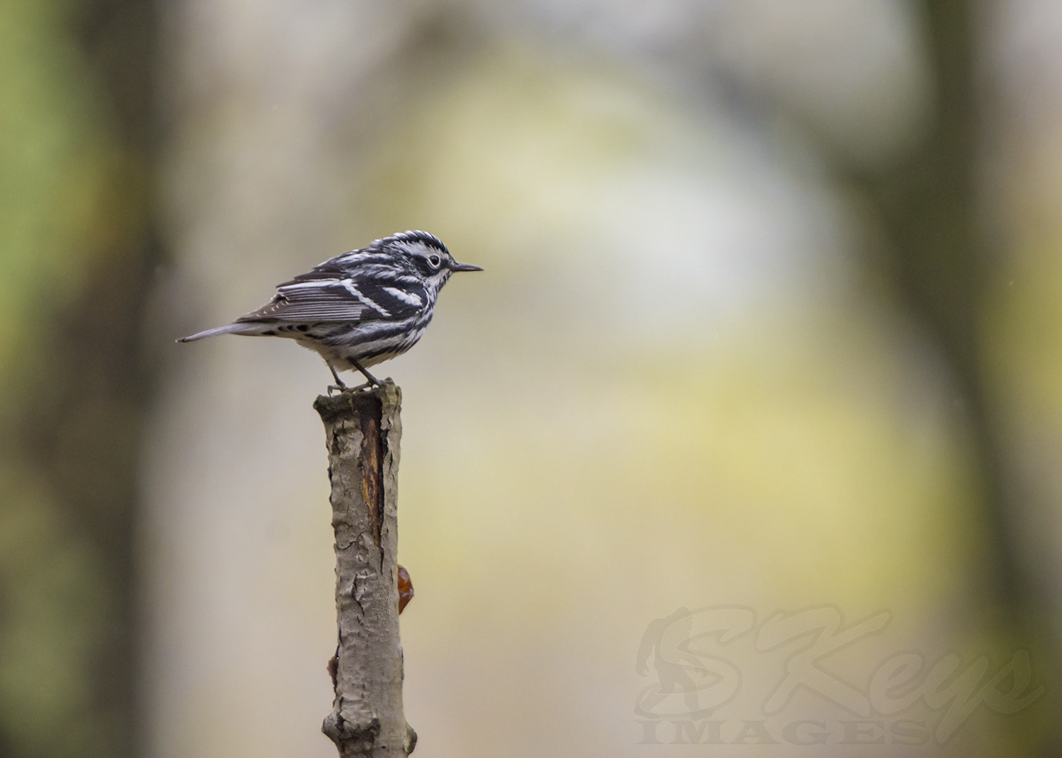 Nikon D7200 + Sigma 500mm F4.5 EX DG HSM sample photo. Isolated (black-and-white warbler) photography