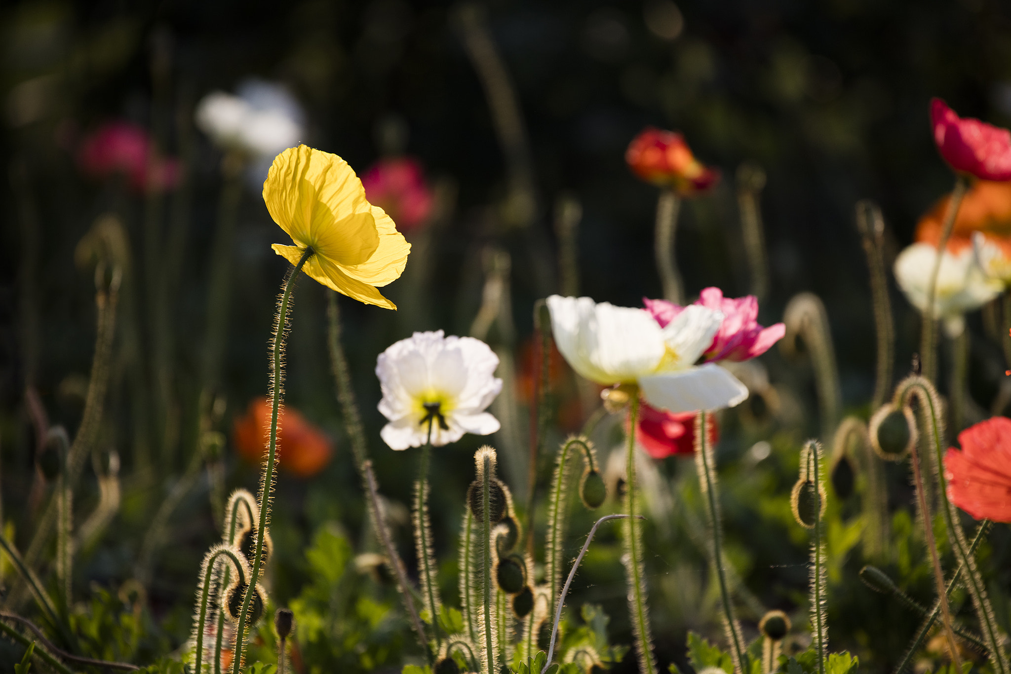 Canon EF 70-300mm F4-5.6L IS USM sample photo. Flower photography