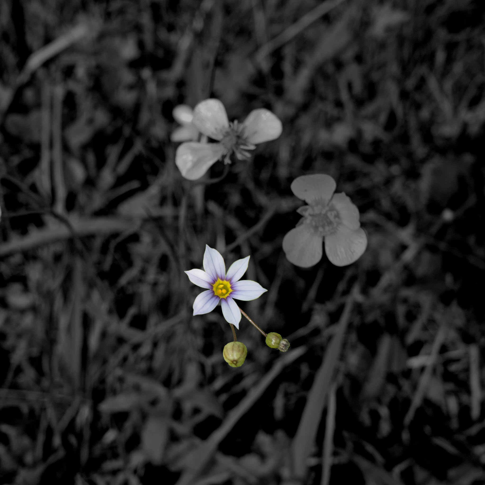 Olympus PEN E-PL5 + Panasonic Lumix G 14mm F2.5 ASPH sample photo. Wildflower photography