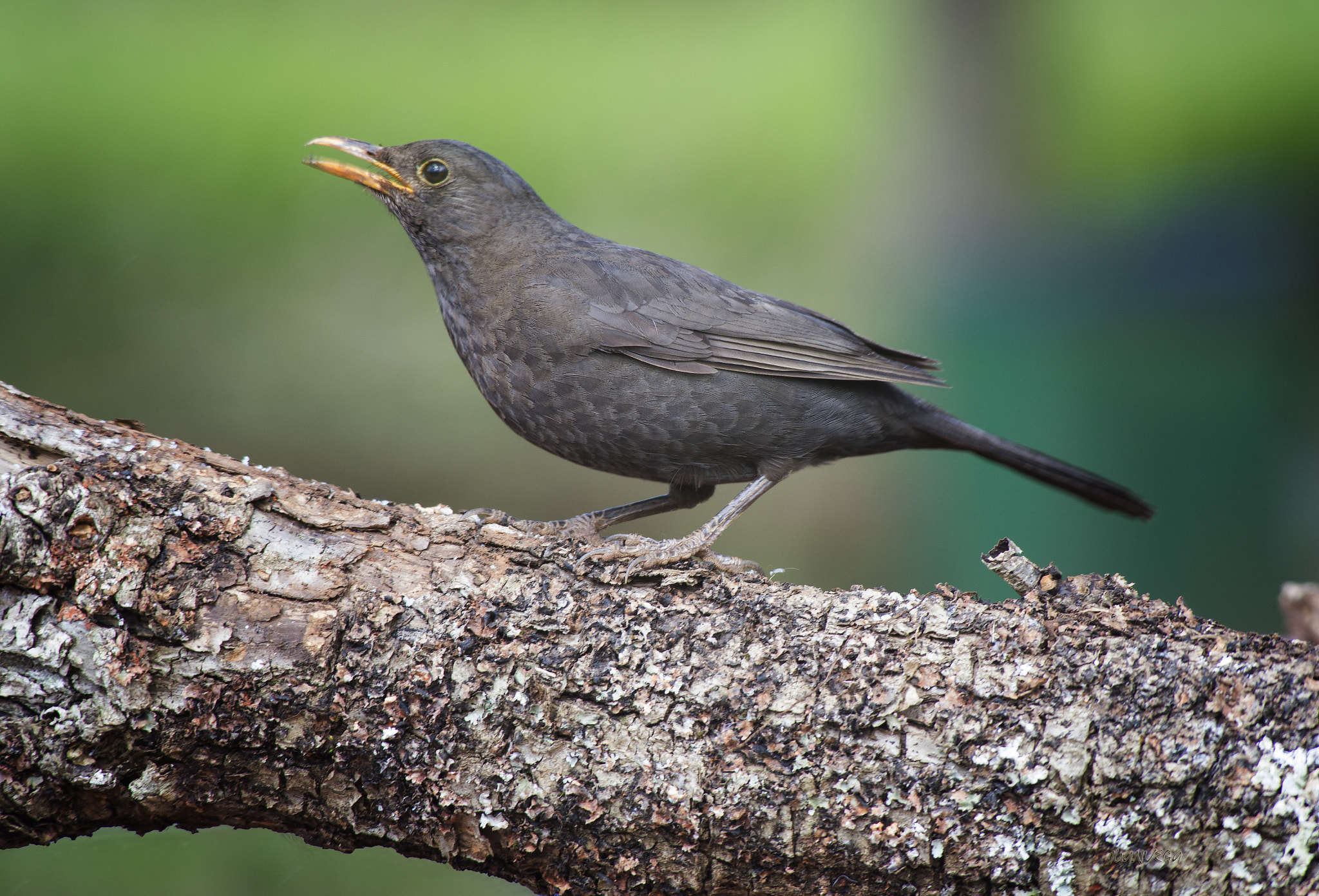 Sony 75-300mm F4.5-5.6 sample photo. Mirlo photography