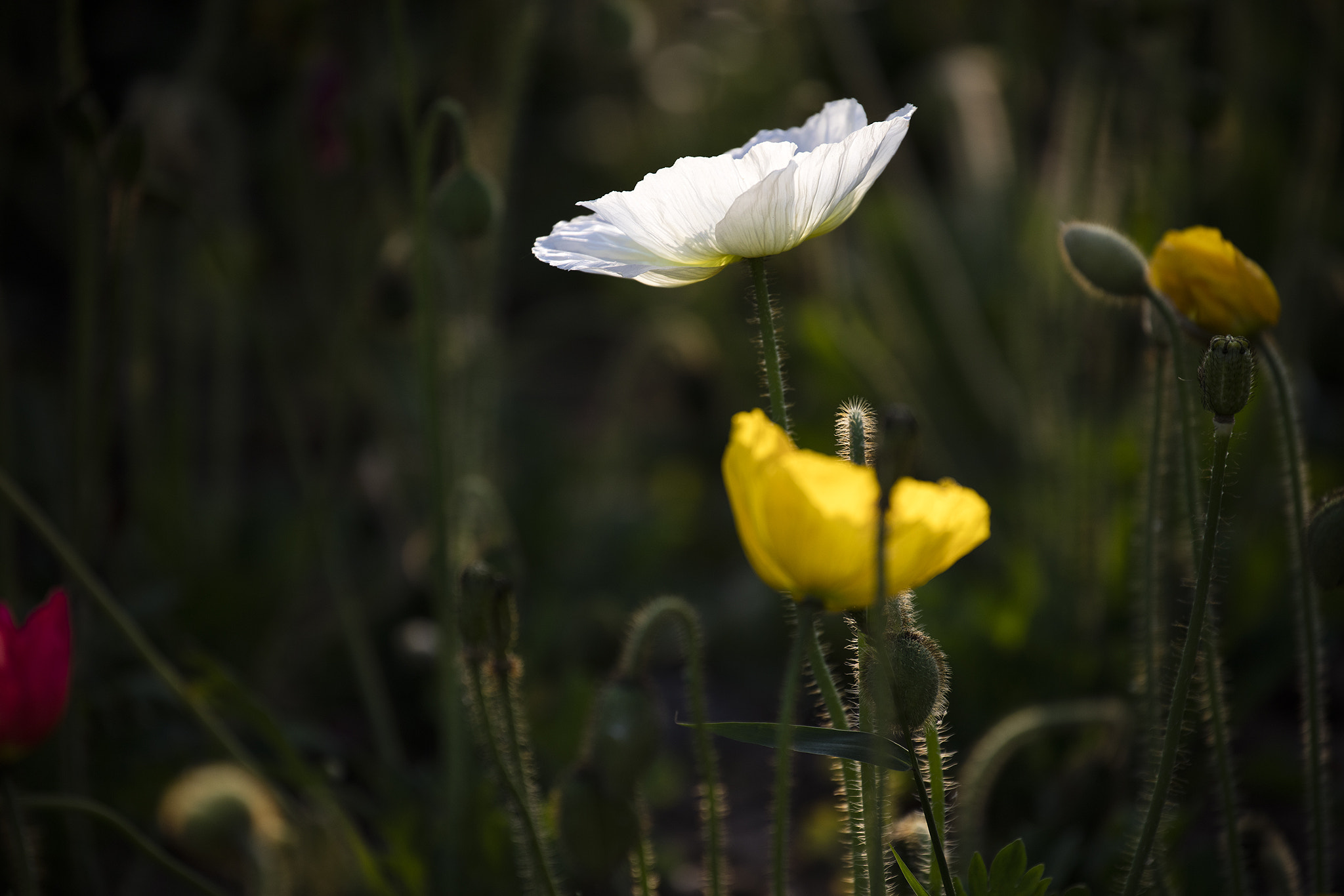 Canon EF 70-300mm F4-5.6L IS USM sample photo. Flower photography
