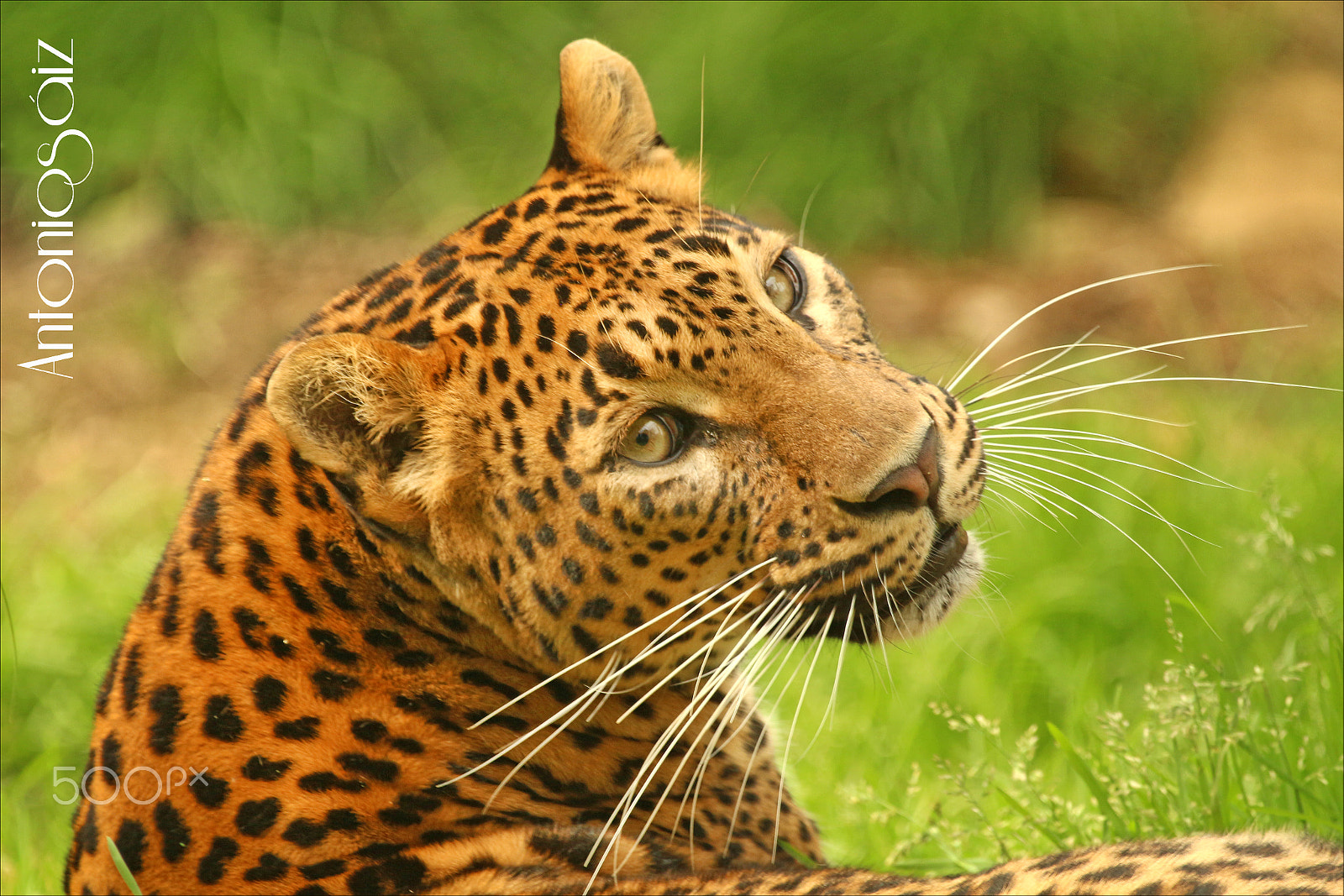 Canon EF 100-400mm F4.5-5.6L IS USM sample photo. Leopardo photography