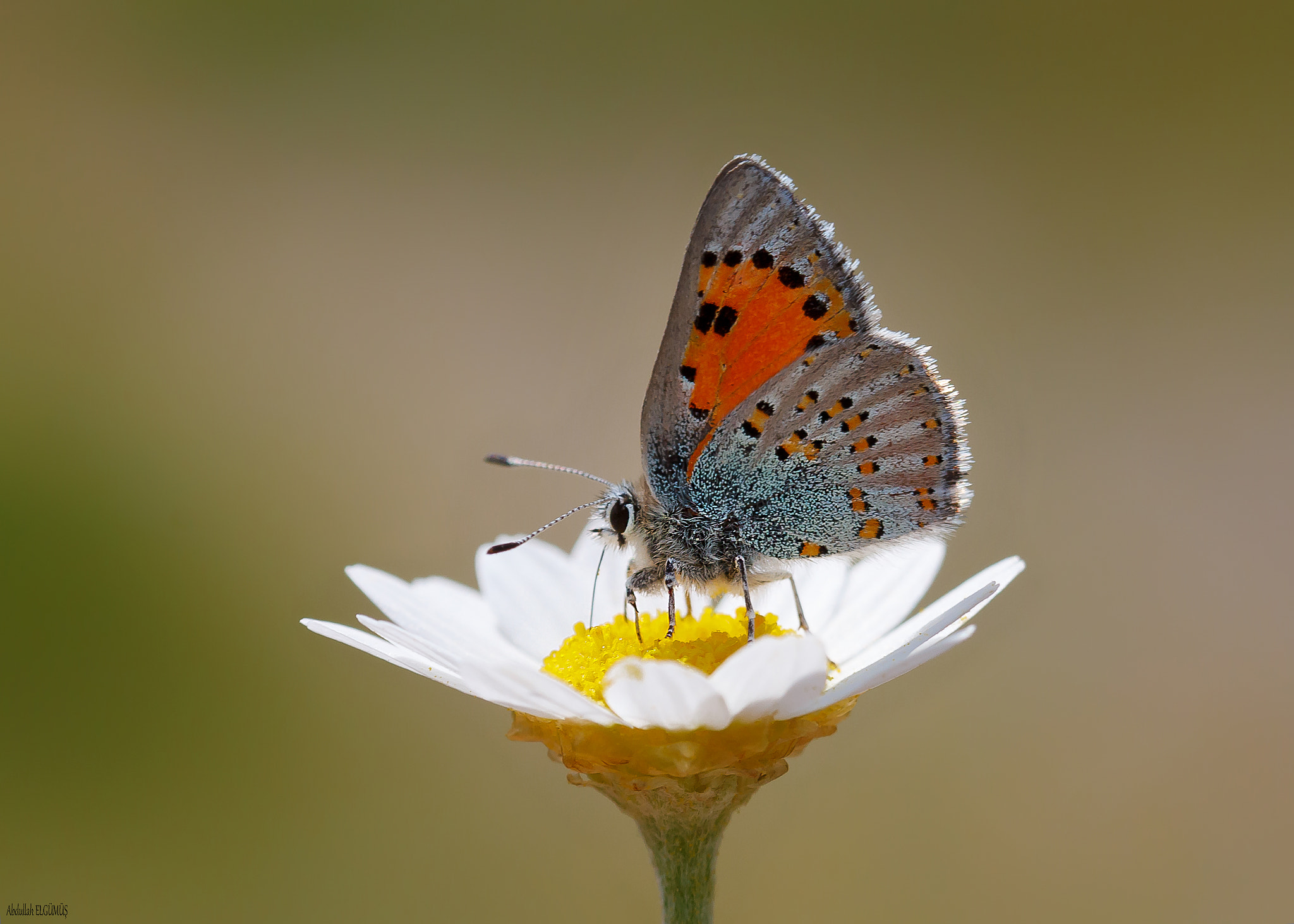 Canon EF 100mm F2.8 Macro USM sample photo. Akbes gelinciği /  tomares nesimachus photography