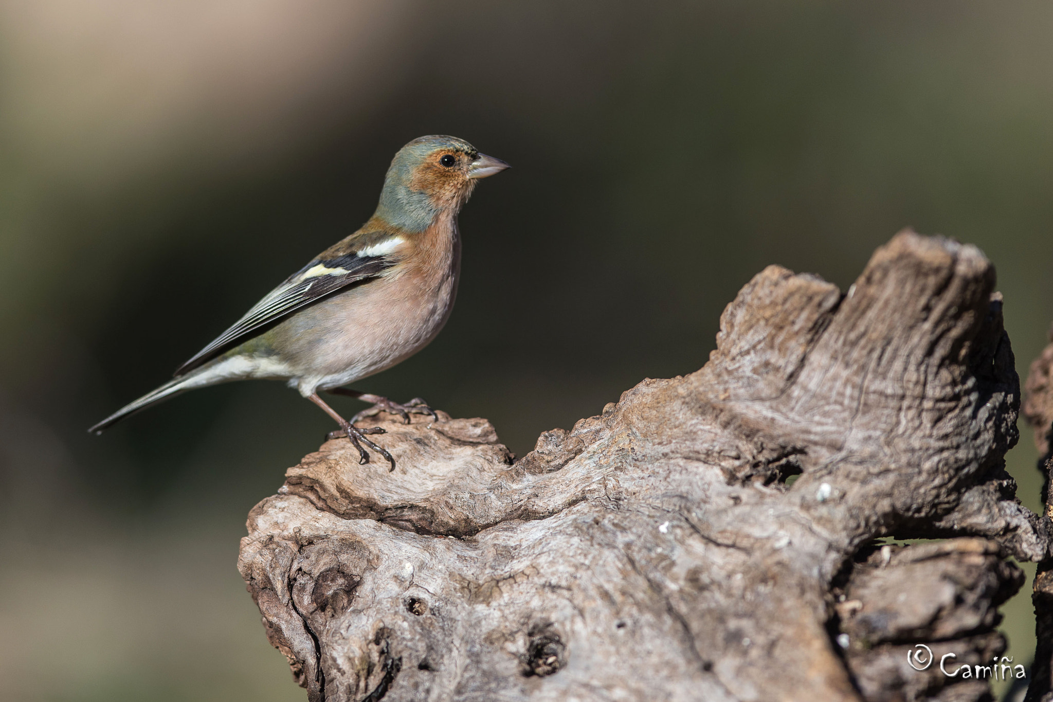 Canon EF 300mm F2.8L IS USM sample photo