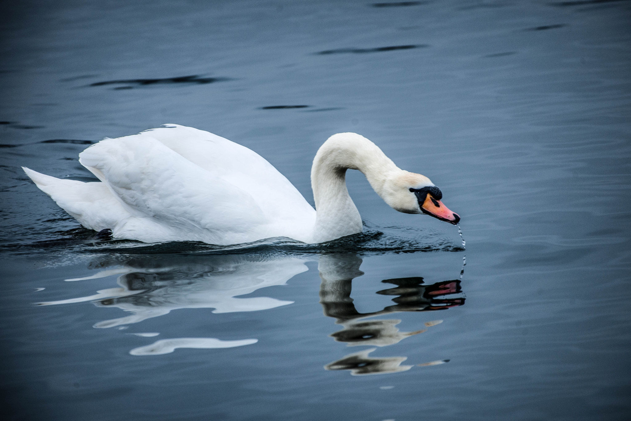 Nikon D3X sample photo. Drinking hometown swan photography